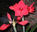 dutchamaryllis