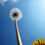 dandelion