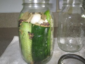 pickling cucumbers