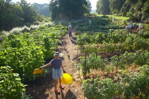 SoupKitchenGarden