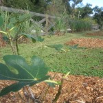 fig with fruit dec 2014